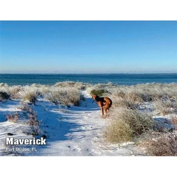 White Elephant Gag Gift Calendar - Picture 2 of 8